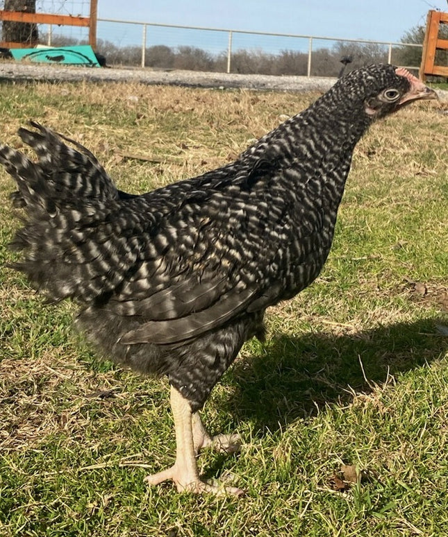 Barred Plymouth Rock Pullets - 16-20 Weeks