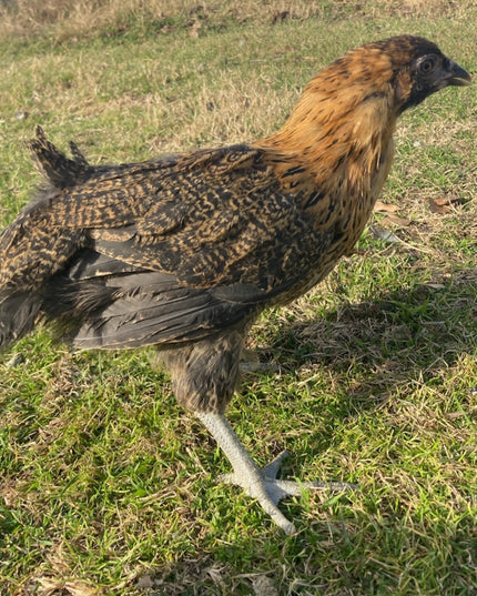 Easter Egger Pullets