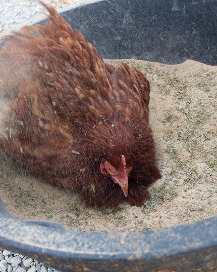 Pick Me Up Floral Dust Bath With Herbs - For Pet Chickens & Other Poultry