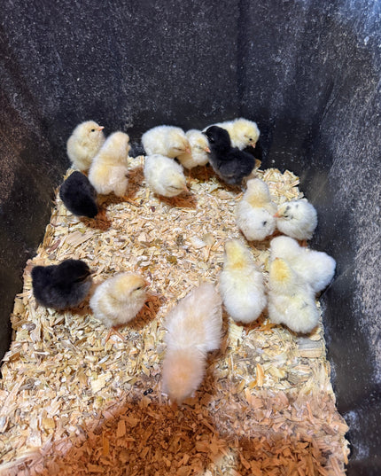 Fertile Chicken Hatching Eggs NPIP Certified