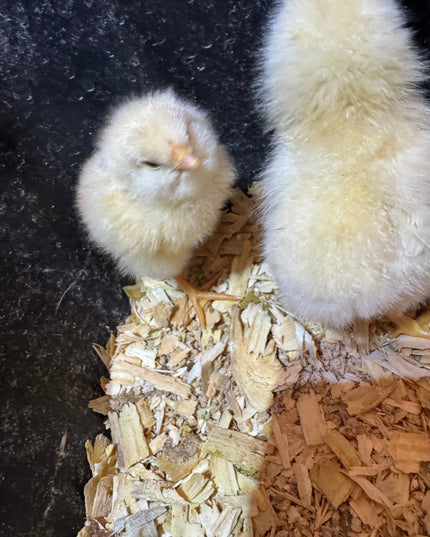 Fertile Chicken Hatching Eggs NPIP Certified