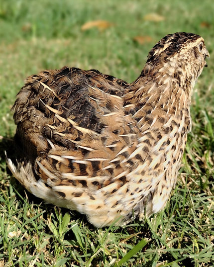 Celadon Color Variety hatching eggs