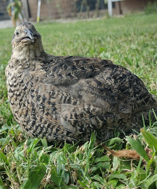 Grau Fee and Grau Fee Tuxedo Coturnix Hatching Eggs