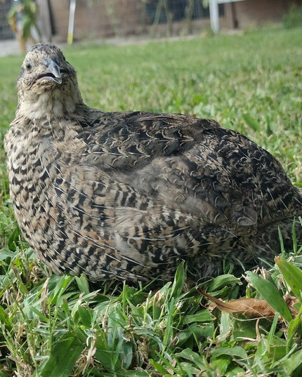 The Fee  Collection Hatching Eggs