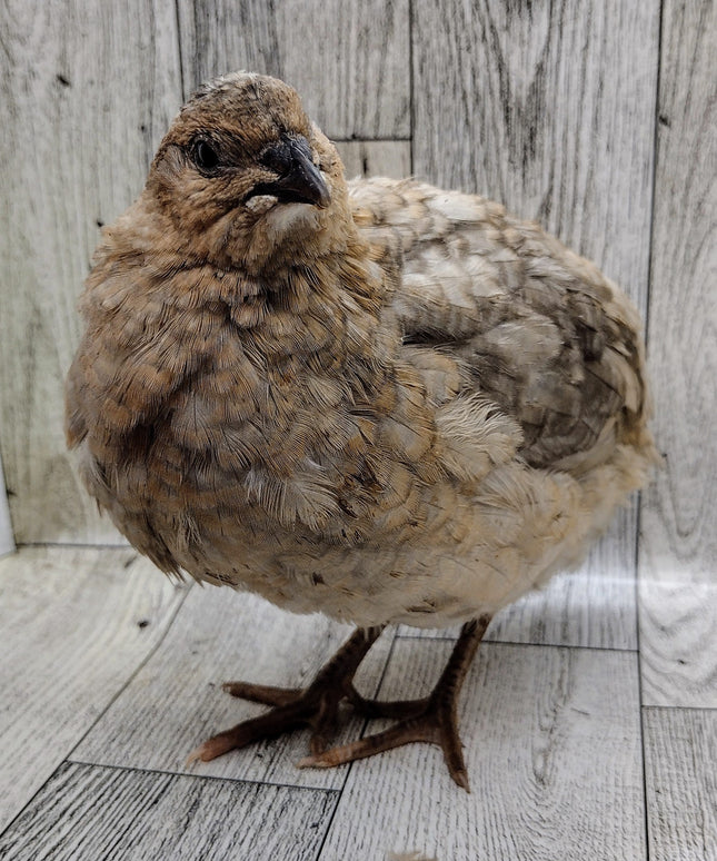 Shades of Gray Collection Hatching Eggs