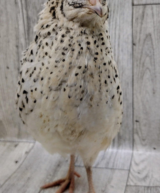 Pearl Fee Hatching Eggs