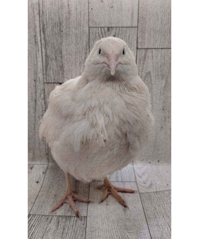 Hens Choice Special hatching eggs