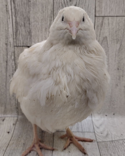 Jumbo Mix- Whites, Wild, Pearl, Pansy and Egyptian Hatching Eggs