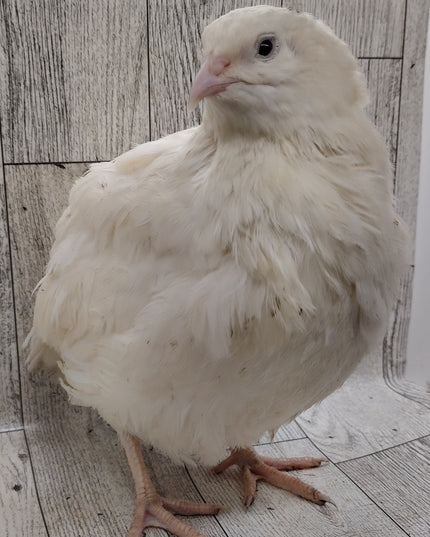 White Celadons hatching eggs