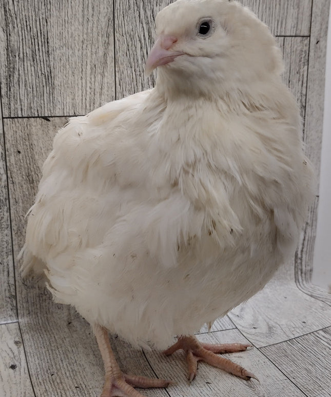 White Celadons hatching eggs