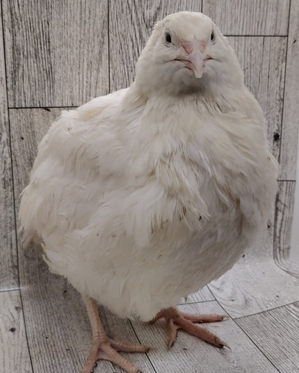 Jumbo White Hatching Eggs