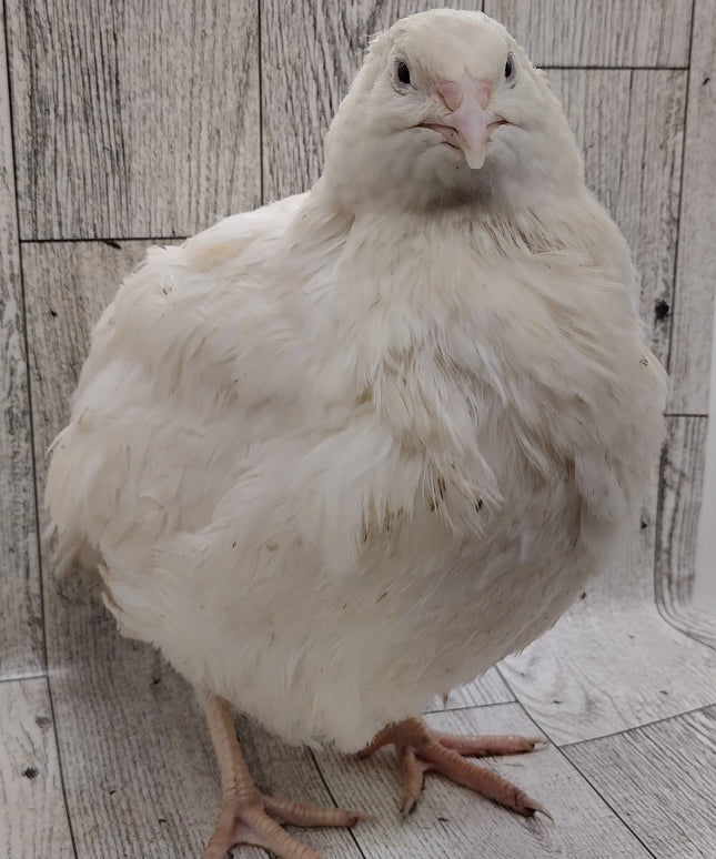 Jumbo White Hatching Eggs