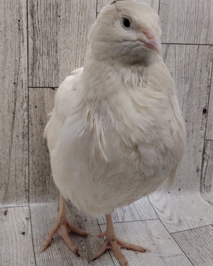Jumbo White Hatching Eggs