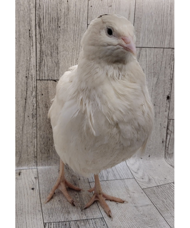 Jumbo White Hatching Eggs