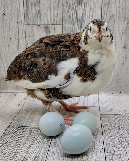 Rosetta and Tibetan Coturnix Hatching Eggs