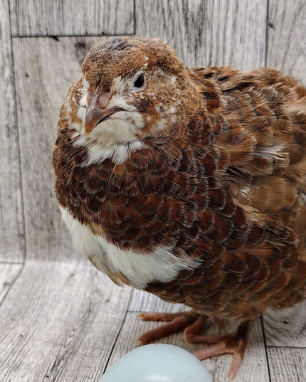 Scarlett and Range hatching eggs