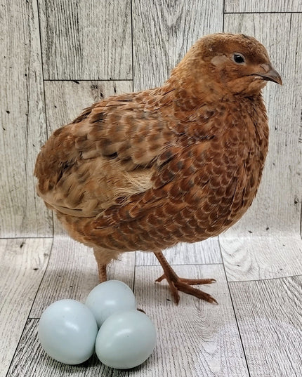 Scarlett and Range hatching eggs