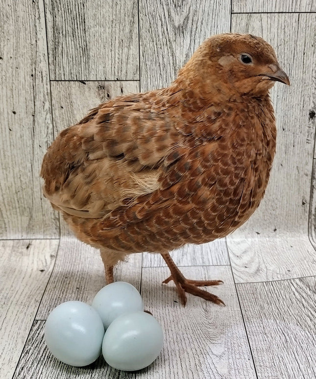 Scarlett and Range hatching eggs