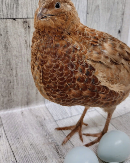 Celadon Color Variety hatching eggs