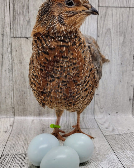 Rosetta and Tibetan Coturnix Hatching Eggs