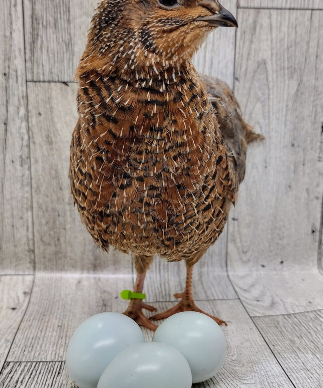 Rosetta and Tibetan Coturnix Hatching Eggs