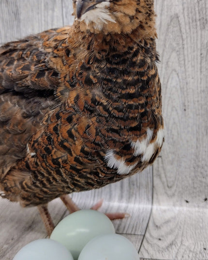 Celadon Color Variety hatching eggs