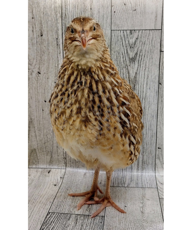 Jumbo Egyptian Hatching Eggs