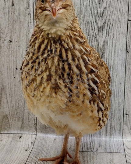 Hens Choice Special hatching eggs