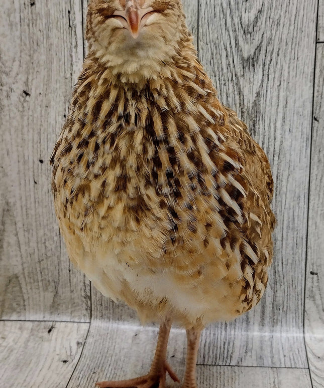 Hens Choice Special hatching eggs