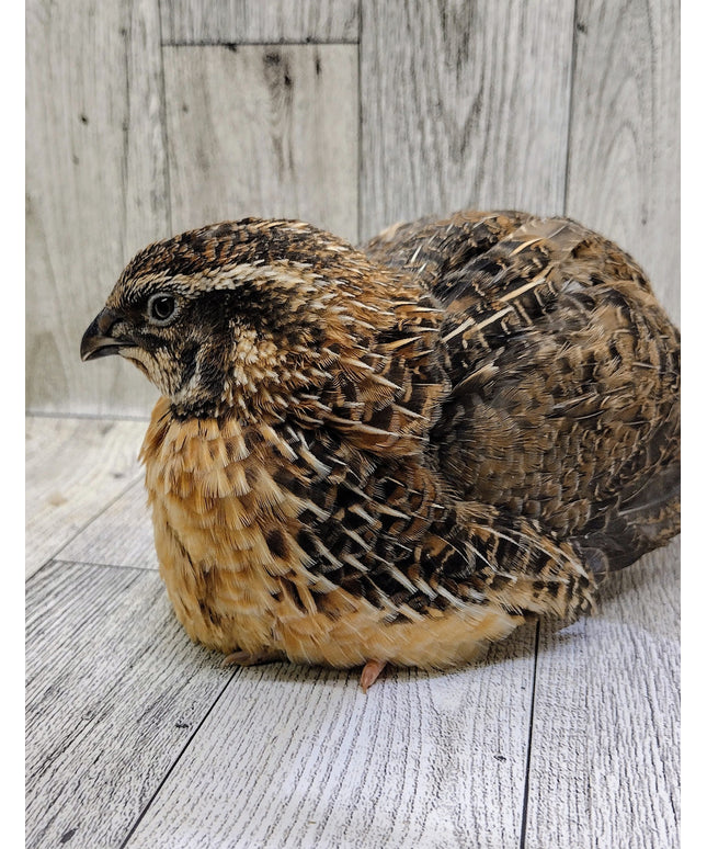 Jumbo Sex Link Hatching eggs