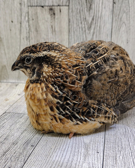 Jumbo Brown Coturnix Hatching Eggs