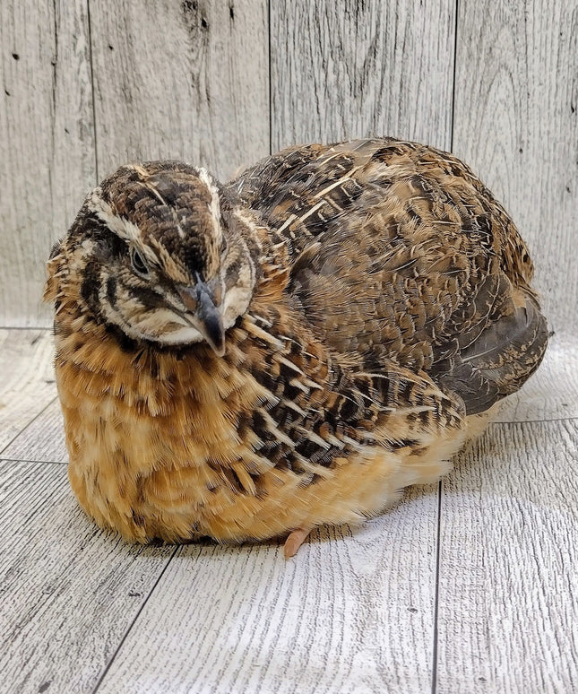 Jumbo Brown Coturnix Hatching Eggs