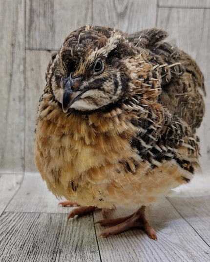 Jumbo Brown Coturnix Hatching Eggs