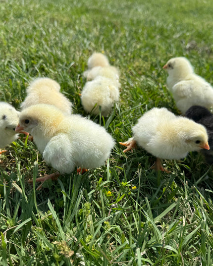 Fertile Chicken Hatching Eggs NPIP Certified