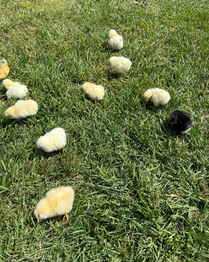 Fertile Chicken Hatching Eggs NPIP Certified