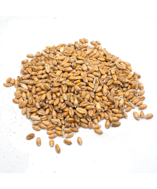 Premium Wheat Seeds for Sprouting Fodder (Wheat Grass) -- Grown In Missouri To Encourage Positive Behaviors