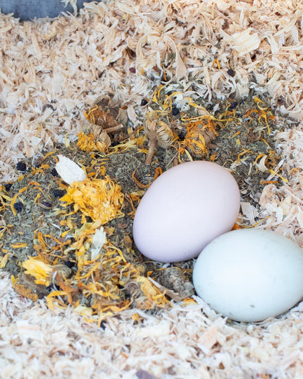 StrongHen Herbs For Backyard Chickens, Coops, & Nesting Boxes