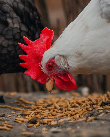 Premium Grubs, USA Grown Dried Black Soldier Fly Larvae, High Calcium Treat for Chickens, Ducks, Wild Birds