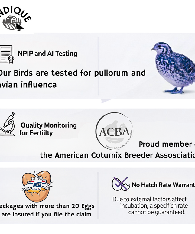Black and White Edition Quail hatching eggs