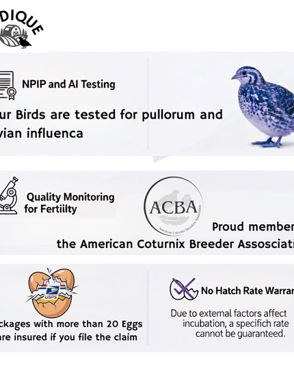 Ginger Quail Hatching Eggs
