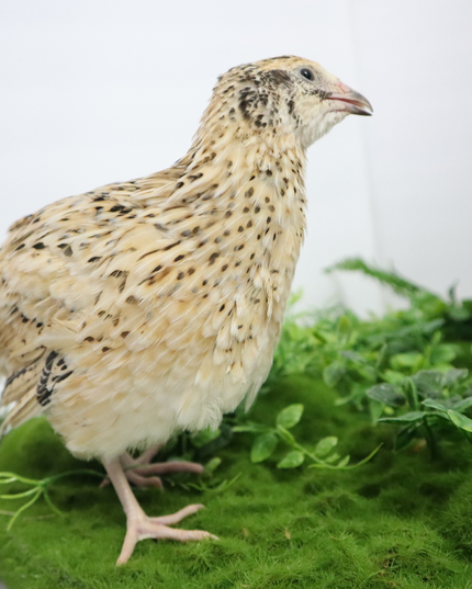 Fertile Quail Eggs – Choose Your Variety - (Online Only)