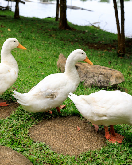 Jumbo Peking Ducklings (Online Only)