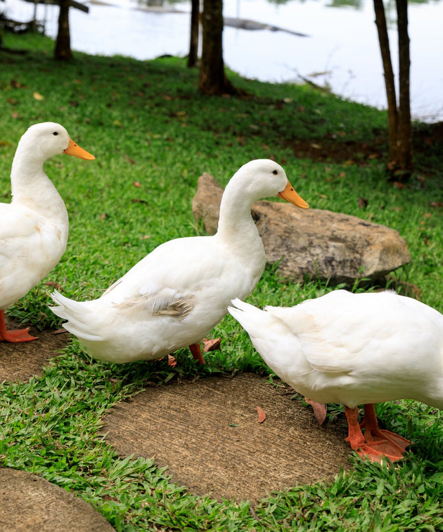 Jumbo Peking Ducklings (Online Only)