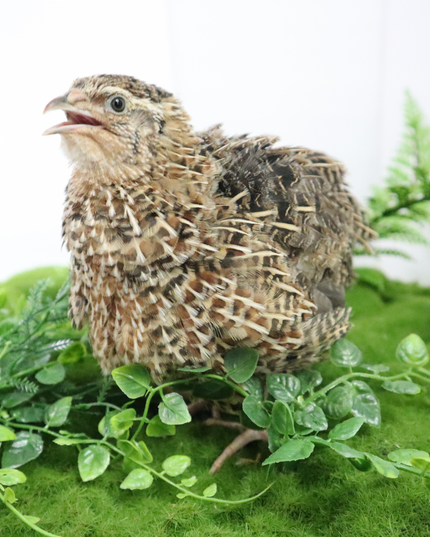 Fertile Quail Eggs – Choose Your Variety - (Online Only)