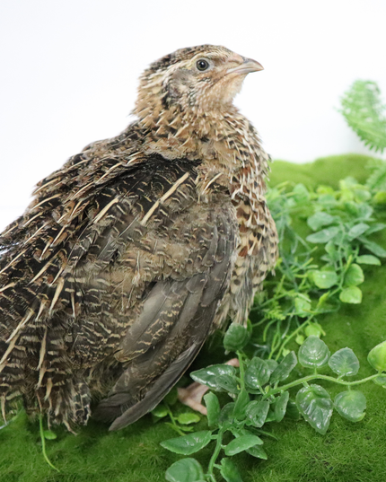Fertile Hatching Mixed Pack - (Online Only)