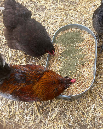 North Atlantic Kelp For Extra Vitamins, Minerals, & Amino Acids For Pet Chickens & Ducks