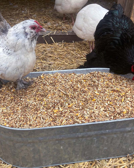 16% Premium Layer Feed With Black Soldier Fly Larvae, Fishmeal, & Herbs {Soy Free + High Protein}