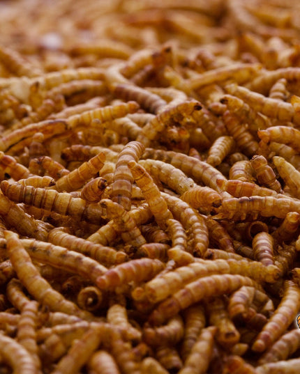 2Lbs Chubby Dried Mealworms