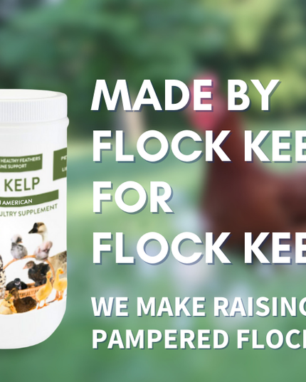 North Atlantic Kelp For Extra Vitamins, Minerals, & Amino Acids For Pet Chickens & Ducks