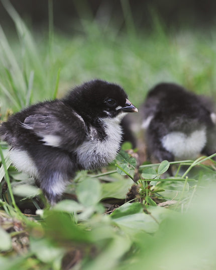 French Black Copper Maran Started Pullets